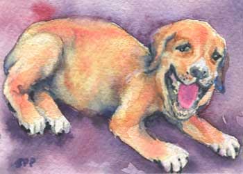 "Cwiffy" by Sally Probasco, Madison WI - Watercolor
